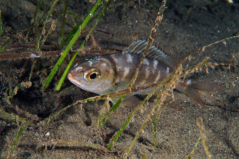 Pagellus acarne